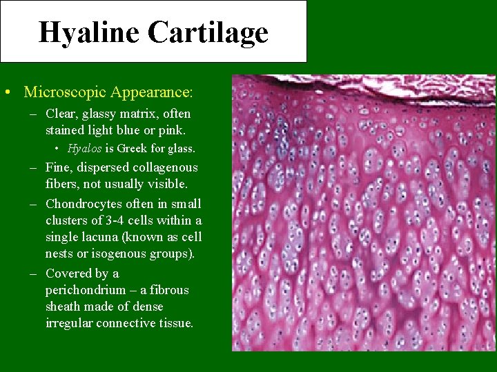 Hyaline Cartilage • Microscopic Appearance: – Clear, glassy matrix, often stained light blue or