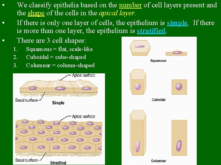  • • • We classify epithelia based on the number of cell layers