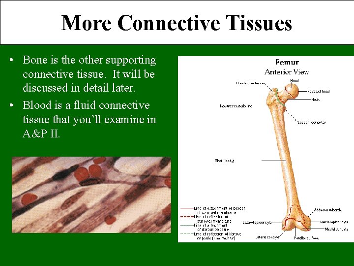 More Connective Tissues • Bone is the other supporting connective tissue. It will be