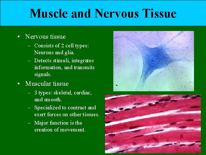 Muscle and Nervous Tissue • Nervous tissue – Consists of 2 cell types: Neurons