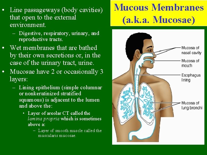  • Line passageways (body cavities) that open to the external environment. – Digestive,