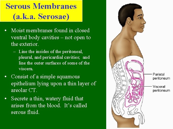 Serous Membranes (a. k. a. Serosae) • Moist membranes found in closed ventral body