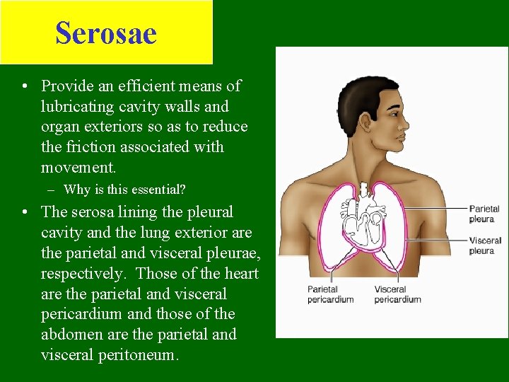 Serosae • Provide an efficient means of lubricating cavity walls and organ exteriors so