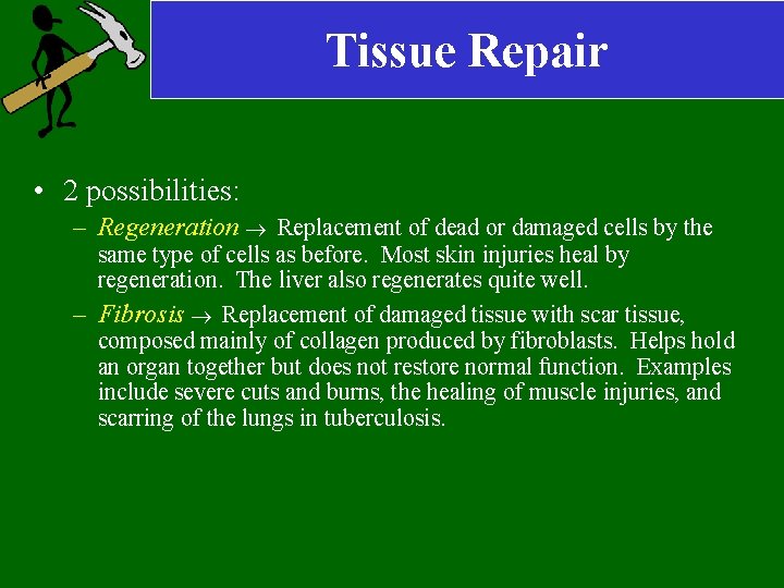 Tissue Repair • 2 possibilities: – Regeneration Replacement of dead or damaged cells by