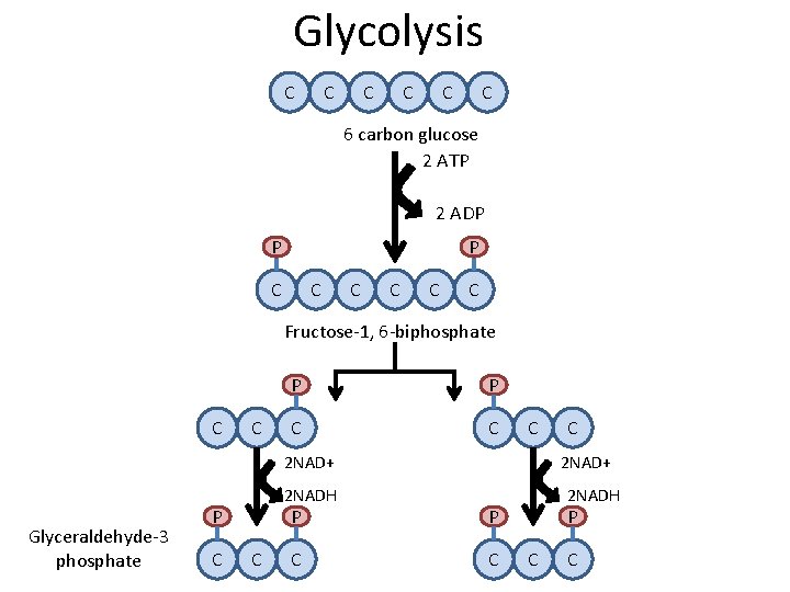 Glycolysis C C C 6 carbon glucose 2 ATP 2 ADP P P C