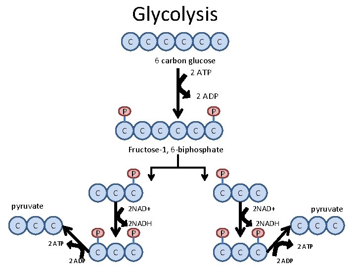 Glycolysis C C C 6 carbon glucose 2 ATP 2 ADP P P C