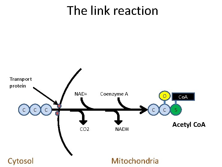 The link reaction Transport protein NAD+ C C C O C CO 2 Cytosol