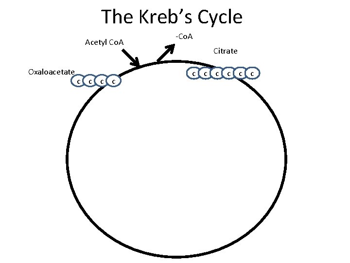The Kreb’s Cycle Acetyl Co. A Oxaloacetate c c -Co. A Citrate c c