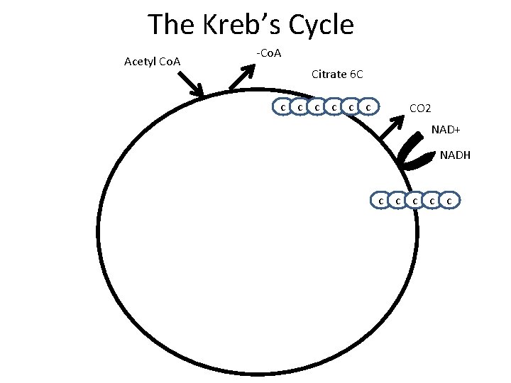 The Kreb’s Cycle Acetyl Co. A -Co. A Citrate 6 C c c c