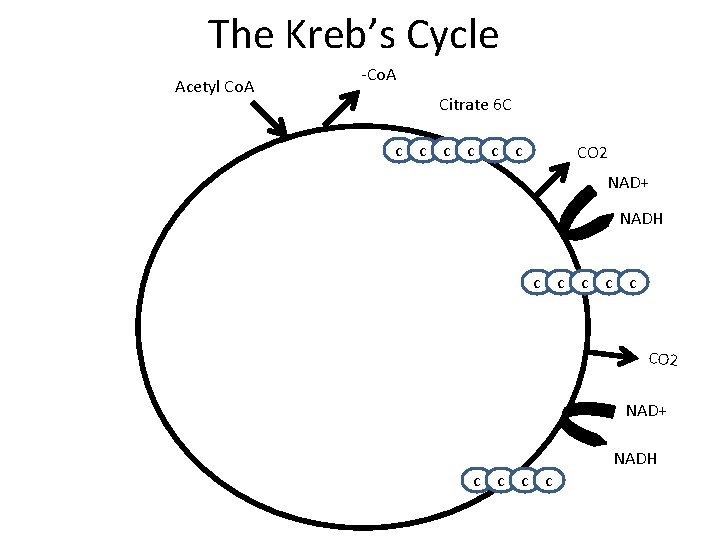 The Kreb’s Cycle Acetyl Co. A -Co. A Citrate 6 C c c c