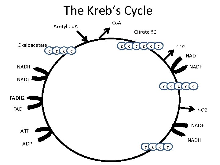 The Kreb’s Cycle Acetyl Co. A Oxaloacetate c c -Co. A Citrate 6 C