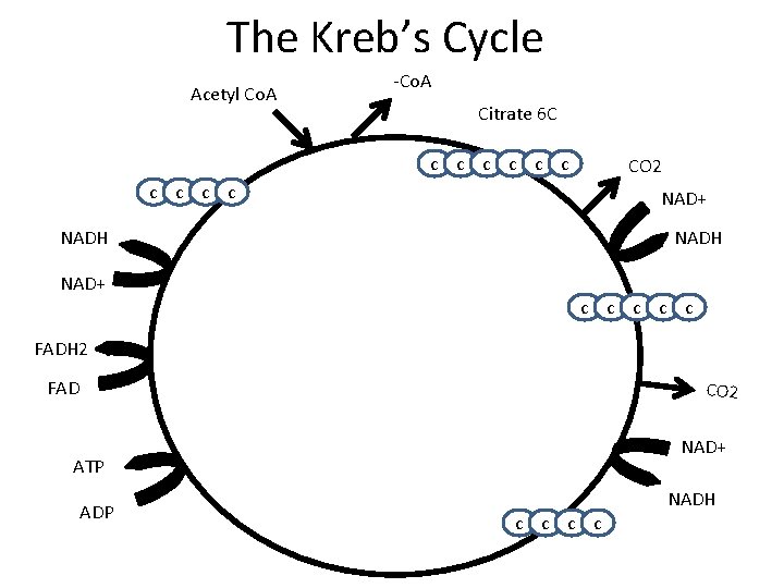 The Kreb’s Cycle Acetyl Co. A -Co. A Citrate 6 C c c c