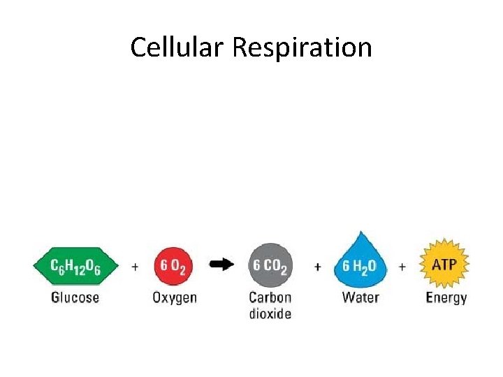 Cellular Respiration 