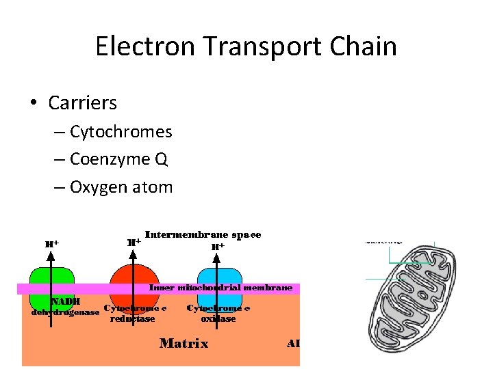 Electron Transport Chain • Carriers – Cytochromes – Coenzyme Q – Oxygen atom 