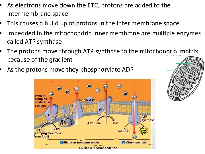  • As electrons move down the ETC, protons are added to the intermembrane