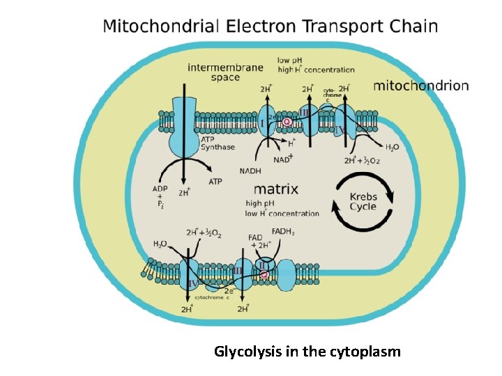 Glycolysis in the cytoplasm 
