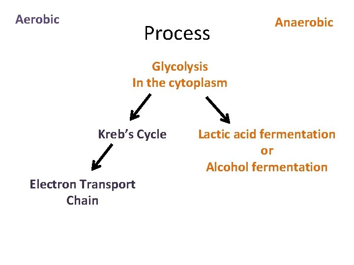 Aerobic Process Anaerobic Glycolysis In the cytoplasm Kreb’s Cycle Electron Transport Chain Lactic acid