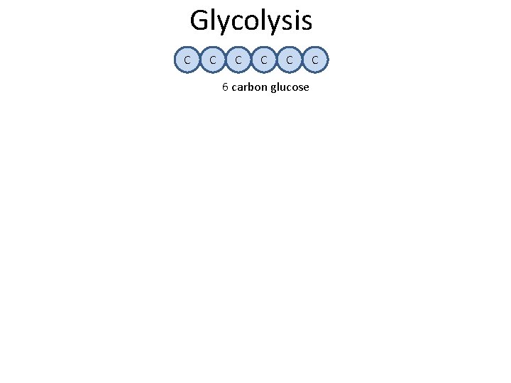 Glycolysis C C C 6 carbon glucose C 