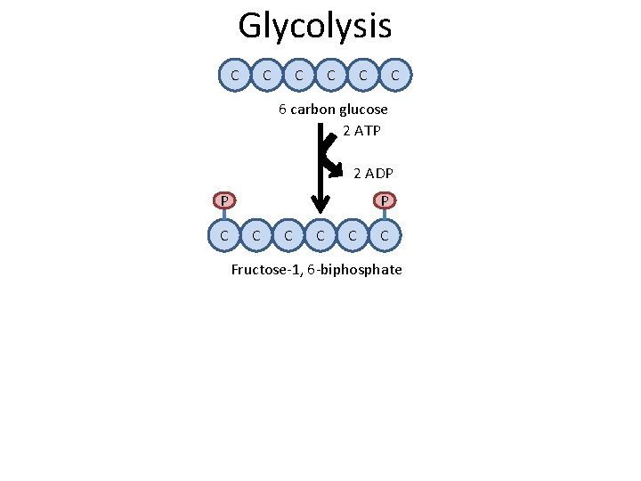 Glycolysis C C C 6 carbon glucose 2 ATP 2 ADP P C C