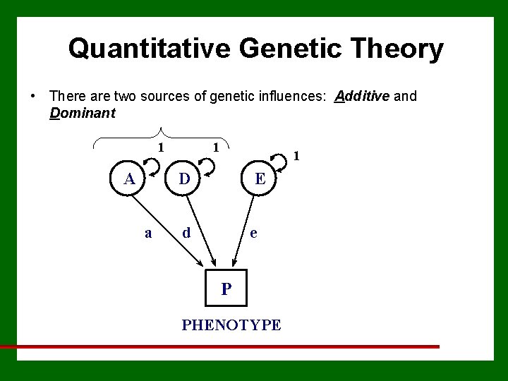 Quantitative Genetic Theory • There are two sources of genetic influences: Additive and Dominant