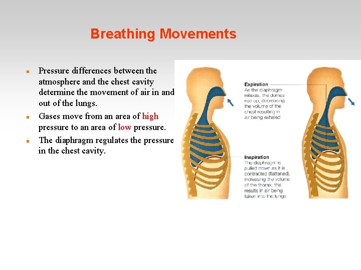 Breathing Movements Pressure differences between the atmosphere and the chest cavity determine the movement
