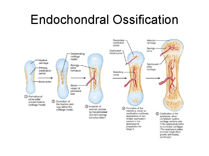 Endochondral Ossification  Endochondral Ossification