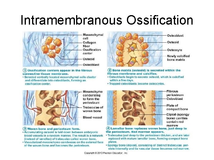 Intramembranous Ossification  Intramembranous Ossification