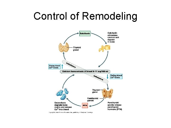 Control of Remodeling  Control of Remodeling