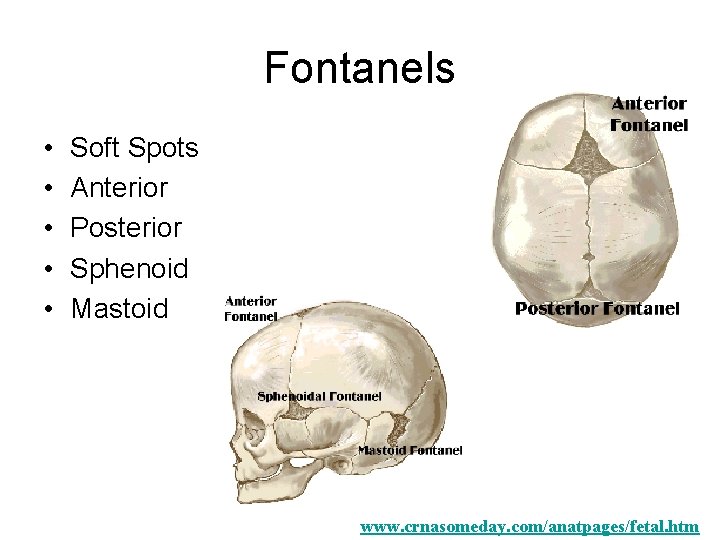 Fontanels • • • Soft Spots Anterior Posterior Sphenoid Mastoid www. crnasomeday. com/anatpages/fetal. htm Fontanels • • • Soft Spots Anterior Posterior Sphenoid Mastoid www. crnasomeday. com/anatpages/fetal. htm