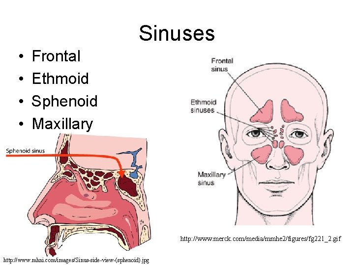 Sinuses • • Frontal Ethmoid Sphenoid Maxillary http: //www. merck. com/media/mmhe 2/figures/fg 221_2. gif Sinuses • • Frontal Ethmoid Sphenoid Maxillary http: //www. merck. com/media/mmhe 2/figures/fg 221_2. gif