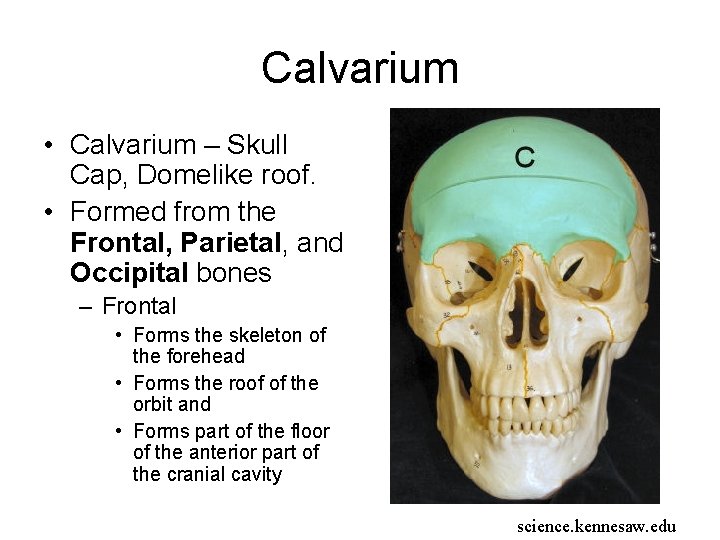 Calvarium • Calvarium – Skull Cap, Domelike roof. • Formed from the Frontal, Parietal, Calvarium • Calvarium – Skull Cap, Domelike roof. • Formed from the Frontal, Parietal,