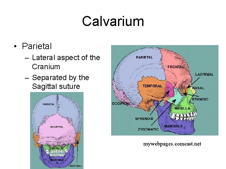 Calvarium • Parietal – Lateral aspect of the Cranium – Separated by the Sagittal Calvarium • Parietal – Lateral aspect of the Cranium – Separated by the Sagittal