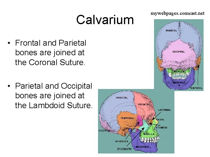 Calvarium • Frontal and Parietal bones are joined at the Coronal Suture. • Parietal Calvarium • Frontal and Parietal bones are joined at the Coronal Suture. • Parietal