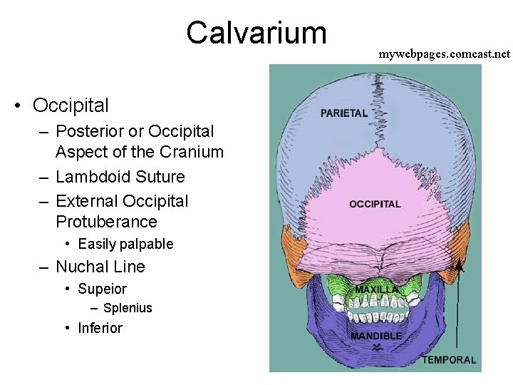 Calvarium • Occipital – Posterior or Occipital Aspect of the Cranium – Lambdoid Suture Calvarium • Occipital – Posterior or Occipital Aspect of the Cranium – Lambdoid Suture