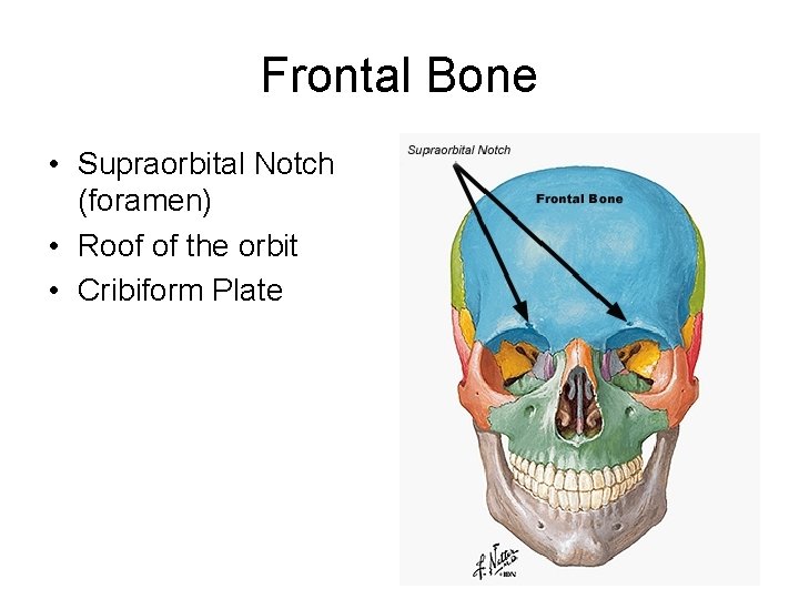 Frontal Bone • Supraorbital Notch (foramen) • Roof of the orbit • Cribiform Plate Frontal Bone • Supraorbital Notch (foramen) • Roof of the orbit • Cribiform Plate