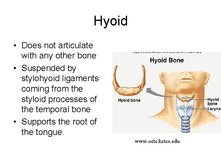 Hyoid • Does not articulate with any other bone • Suspended by stylohyoid ligaments Hyoid • Does not articulate with any other bone • Suspended by stylohyoid ligaments