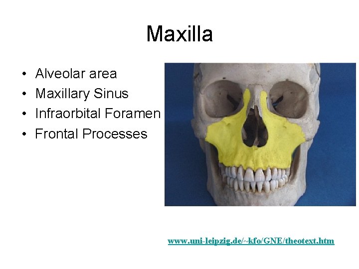 Maxilla • • Alveolar area Maxillary Sinus Infraorbital Foramen Frontal Processes www. uni-leipzig. de/~kfo/GNE/theotext. Maxilla • • Alveolar area Maxillary Sinus Infraorbital Foramen Frontal Processes www. uni-leipzig. de/~kfo/GNE/theotext.