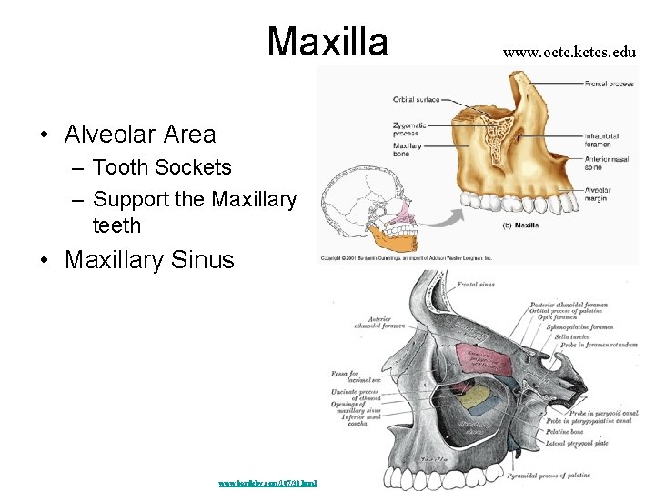 Maxilla • Alveolar Area – Tooth Sockets – Support the Maxillary teeth • Maxillary Maxilla • Alveolar Area – Tooth Sockets – Support the Maxillary teeth • Maxillary