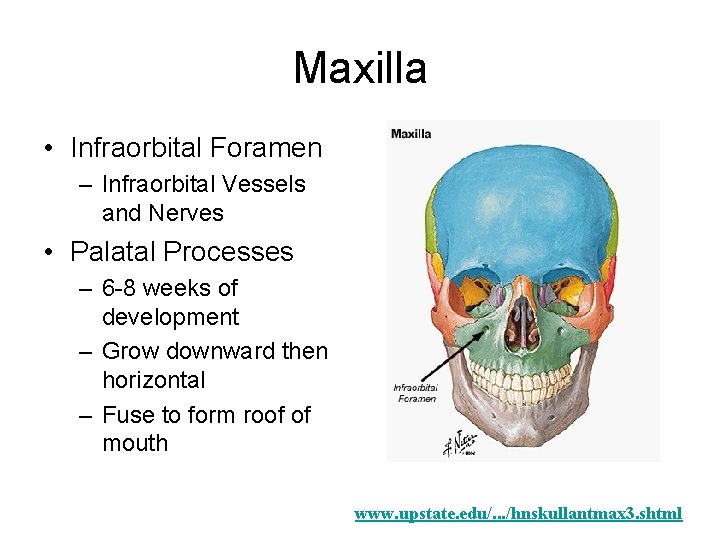 Maxilla • Infraorbital Foramen – Infraorbital Vessels and Nerves • Palatal Processes – 6 Maxilla • Infraorbital Foramen – Infraorbital Vessels and Nerves • Palatal Processes – 6