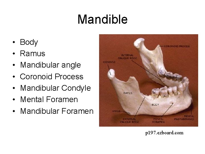 Mandible • • Body Ramus Mandibular angle Coronoid Process Mandibular Condyle Mental Foramen Mandibular Mandible • • Body Ramus Mandibular angle Coronoid Process Mandibular Condyle Mental Foramen Mandibular