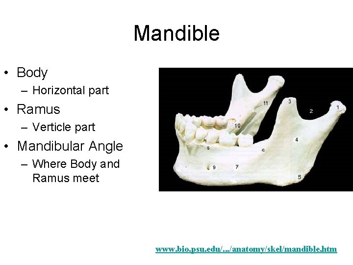 Mandible • Body – Horizontal part • Ramus – Verticle part • Mandibular Angle Mandible • Body – Horizontal part • Ramus – Verticle part • Mandibular Angle