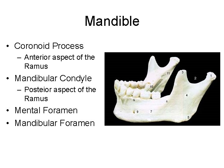 Mandible • Coronoid Process – Anterior aspect of the Ramus • Mandibular Condyle – Mandible • Coronoid Process – Anterior aspect of the Ramus • Mandibular Condyle –