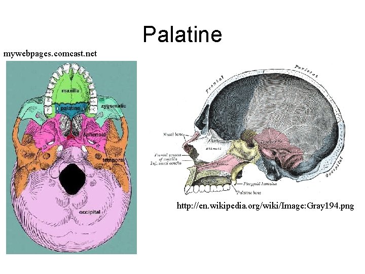 Palatine mywebpages. comcast. net http: //en. wikipedia. org/wiki/Image: Gray 194. png  Palatine mywebpages. comcast. net http: //en. wikipedia. org/wiki/Image: Gray 194. png
