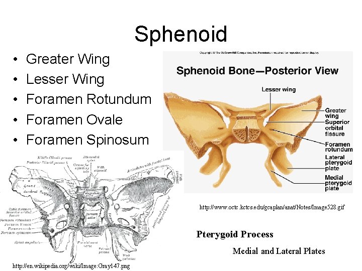 Sphenoid • • • Greater Wing Lesser Wing Foramen Rotundum Foramen Ovale Foramen Spinosum Sphenoid • • • Greater Wing Lesser Wing Foramen Rotundum Foramen Ovale Foramen Spinosum