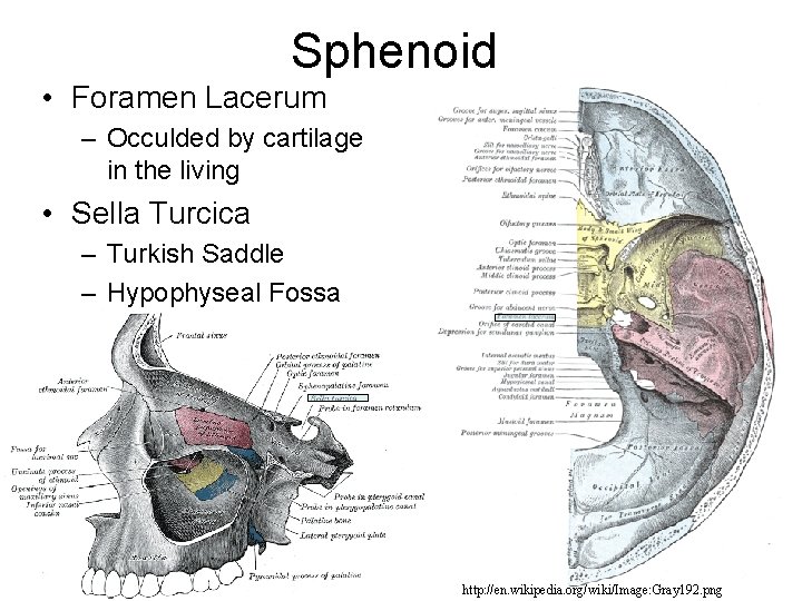 Sphenoid • Foramen Lacerum – Occulded by cartilage in the living • Sella Turcica Sphenoid • Foramen Lacerum – Occulded by cartilage in the living • Sella Turcica