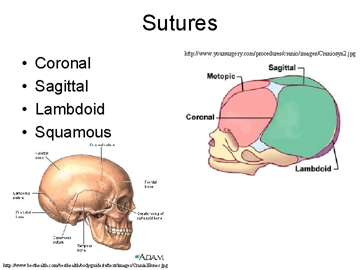 Sutures • • Coronal Sagittal Lambdoid Squamous http: //www. besthealth. com/besthealth/bodyguide/reftext/images/Cranial. Bones. jpg http: Sutures • • Coronal Sagittal Lambdoid Squamous http: //www. besthealth. com/besthealth/bodyguide/reftext/images/Cranial. Bones. jpg http: