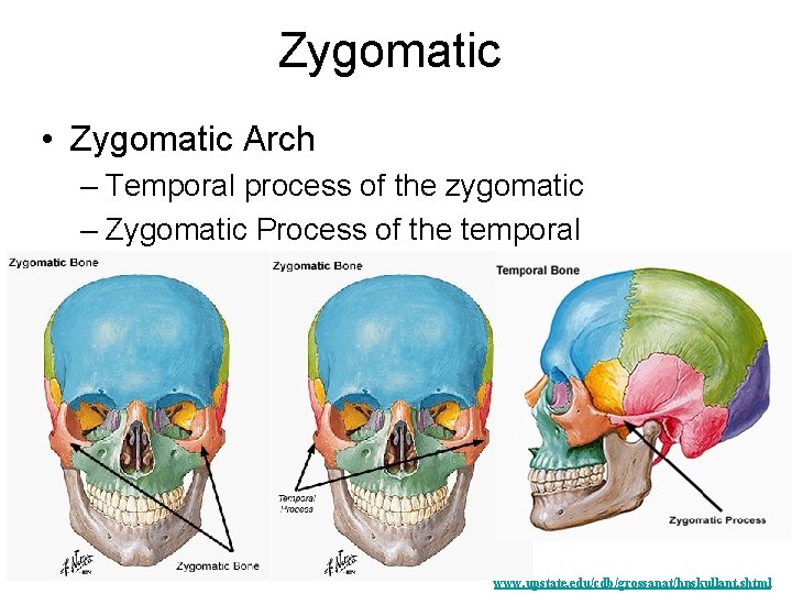 Zygomatic • Zygomatic Arch – Temporal process of the zygomatic – Zygomatic Process of Zygomatic • Zygomatic Arch – Temporal process of the zygomatic – Zygomatic Process of