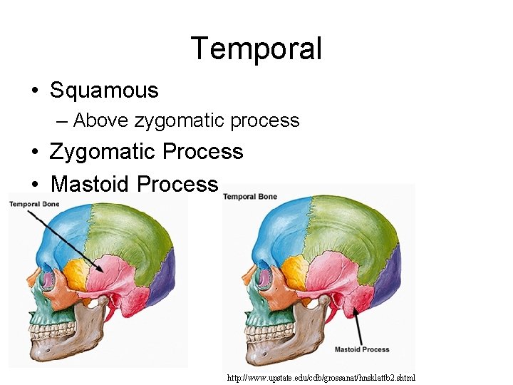 Temporal • Squamous – Above zygomatic process • Zygomatic Process • Mastoid Process http: Temporal • Squamous – Above zygomatic process • Zygomatic Process • Mastoid Process http: