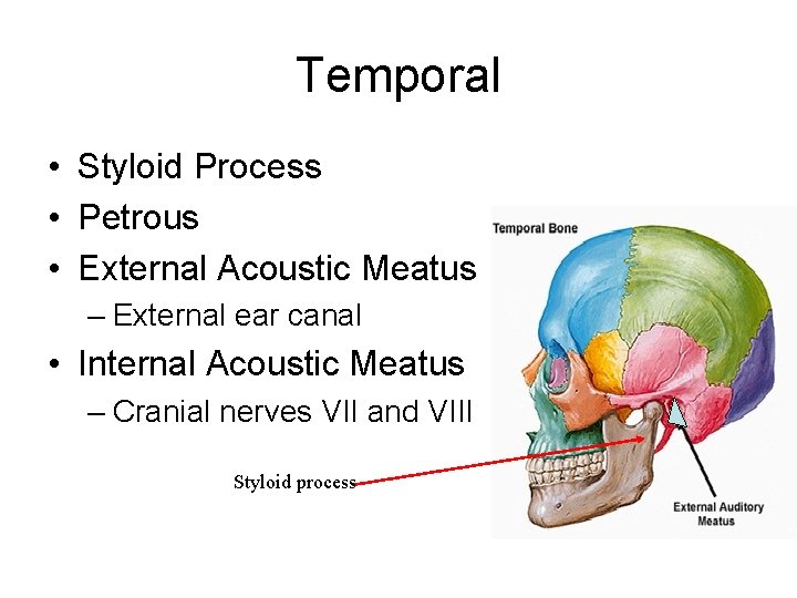 Temporal • Styloid Process • Petrous • External Acoustic Meatus – External ear canal Temporal • Styloid Process • Petrous • External Acoustic Meatus – External ear canal