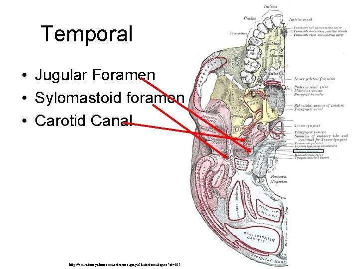 Temporal • Jugular Foramen • Sylomastoid foramen • Carotid Canal http: //education. yahoo. com/reference/gray/illustrations/figure? Temporal • Jugular Foramen • Sylomastoid foramen • Carotid Canal http: //education. yahoo. com/reference/gray/illustrations/figure?